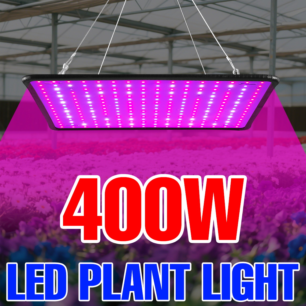400 W LED Wachsen Licht Volle  – Echeveria Succulent Bewertung und Preis