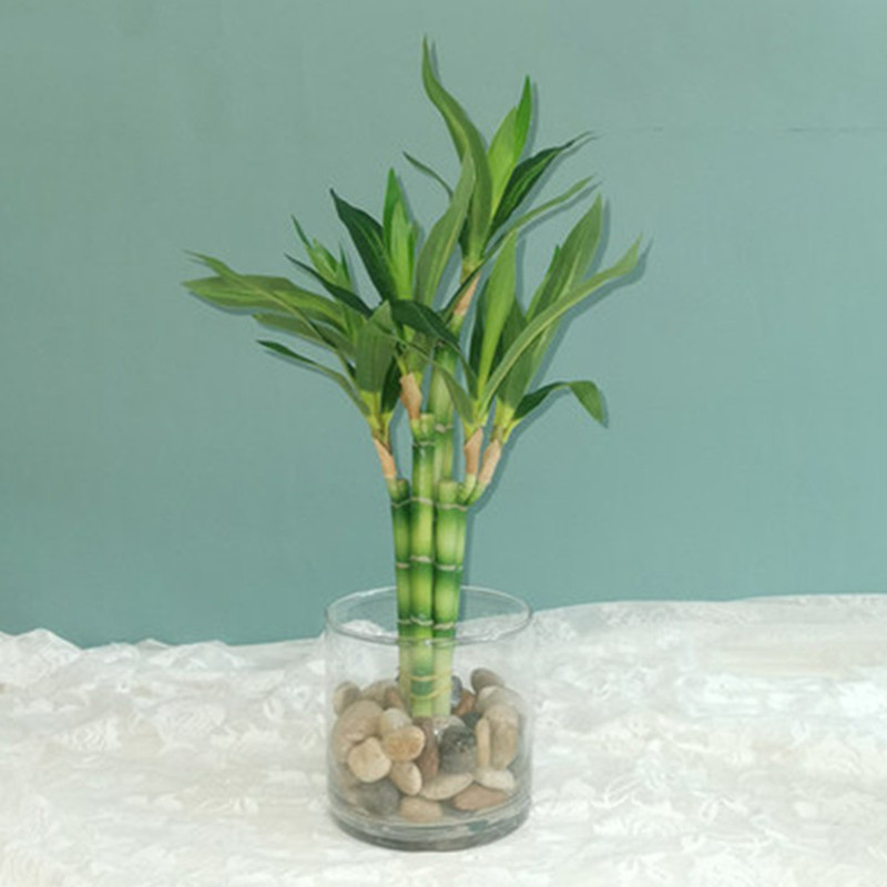 Neue 40 cm rFtificial Lucky Ba – Echeveria Succulent Bewertung und Preis