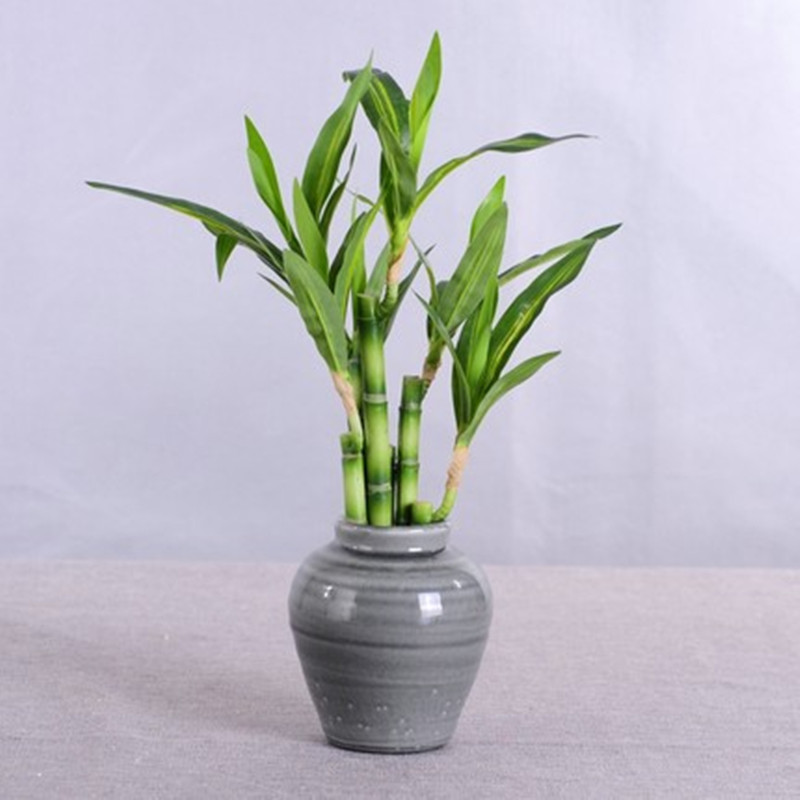 Neue 40 cm rFtificial Lucky Ba – Echeveria Succulent Bewertung und Preis
