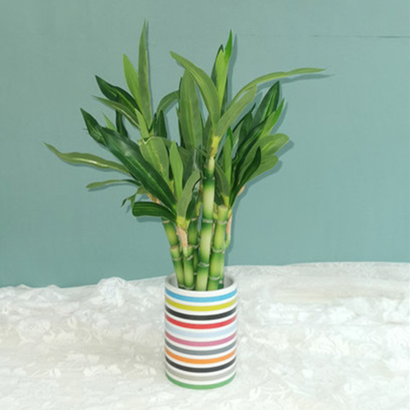 Neue 40 cm rFtificial Lucky Ba – Echeveria Succulent Bewertung und Preis