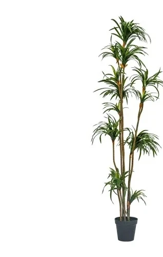 Simulierte Dracaena Dracaena M – Dracaena Marginata Bewertung und Preis