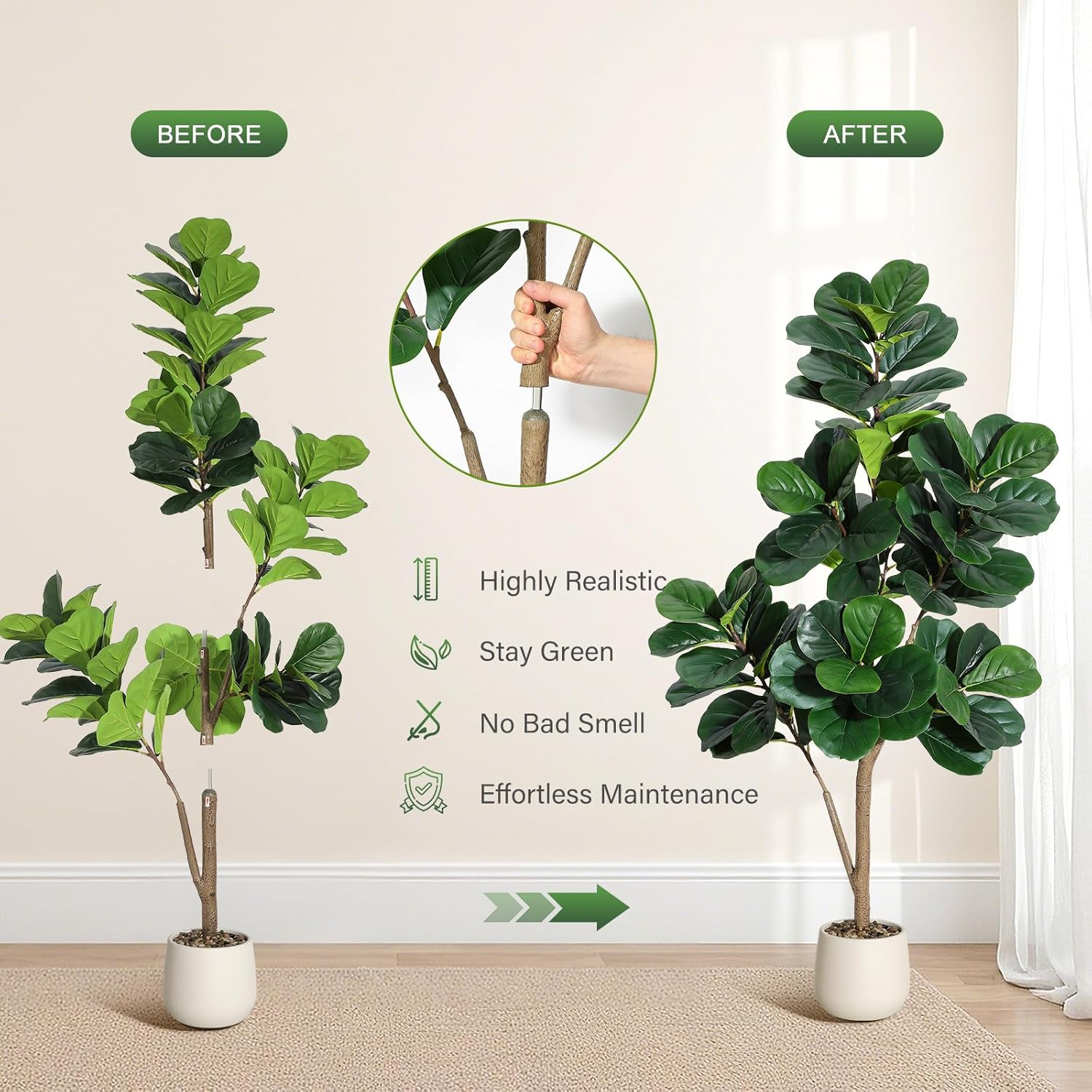 4–7 Fuß Geigenblatt-Feigenbaum – Ficus Lyrata Tree Bewertung und Preis