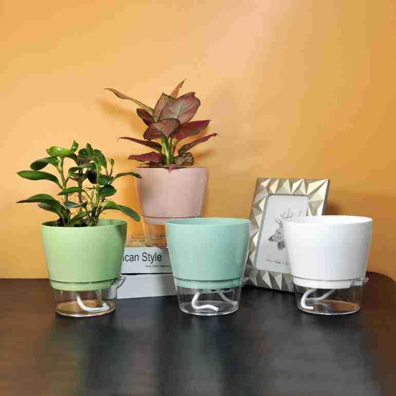 Lazy Flower mit Drainageloch,  – Aloe Vera Pot Bewertung und Preis