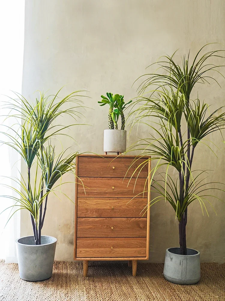 Simulationsanlage Dracaena Mar – Dracaena Marginata Bewertung und Preis