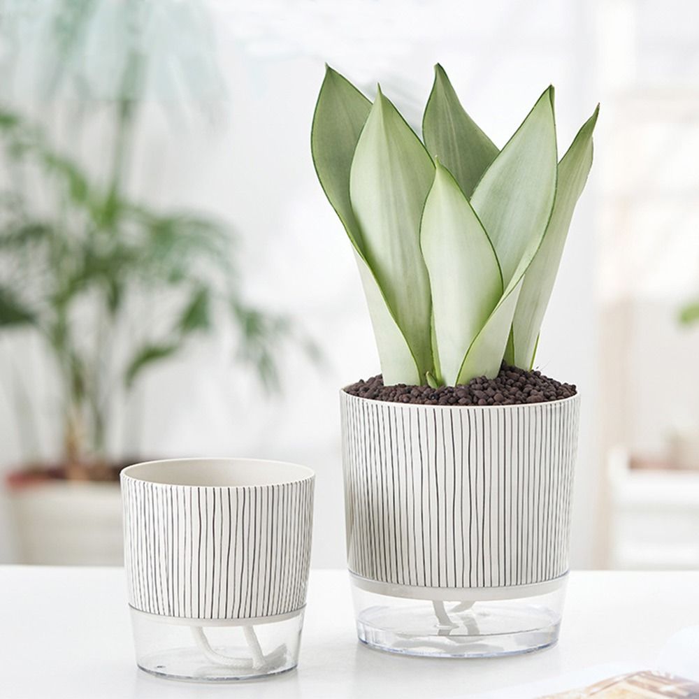 Transparenter Selbstbewässernd – Aloe Vera Pot Bewertung und Preis