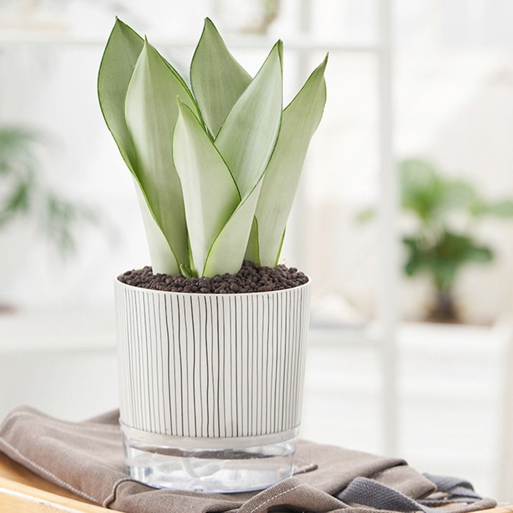 Transparenter Selbstbewässernd – Aloe Vera Pot Bewertung und Preis