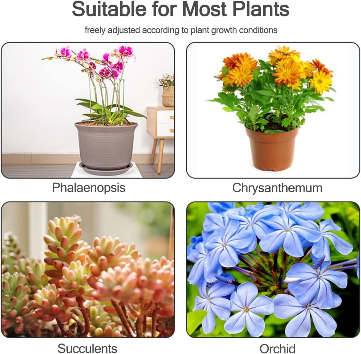 5/10 Stück Pflanzenstützstäbe, – Echeveria Succulent Bewertung und Preis