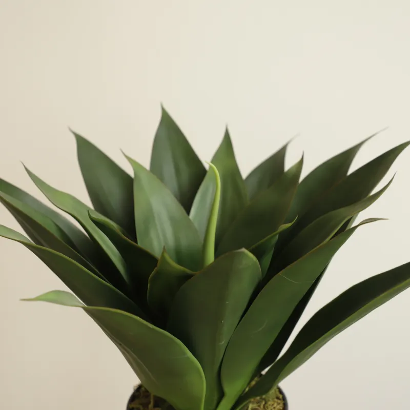 Künstliche Aloe Vera Pflanze i – Aloe Vera Pot Bewertung und Preis